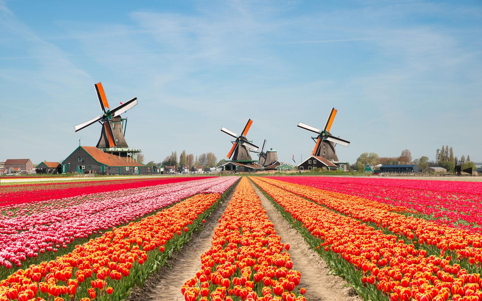 Netherlands campus 4